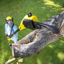 Professional Tree Care  in South Browning, MT