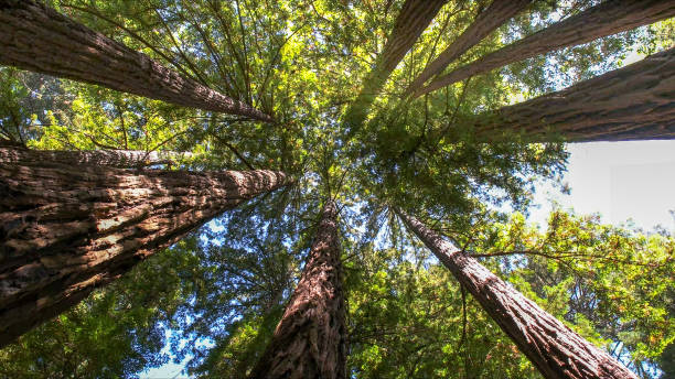 Best Tree Risk Assessment  in South Browning, MT